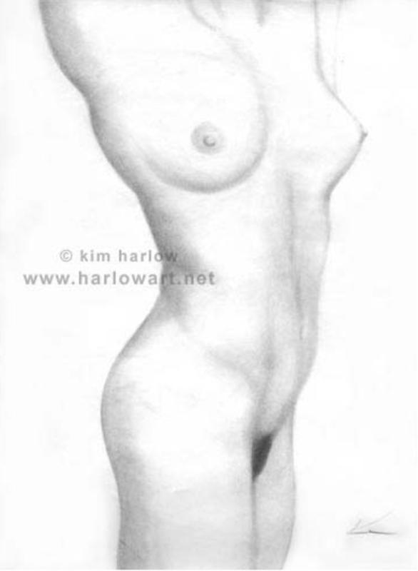 Study Torso By Kim Harlow