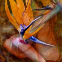 Carolyn Quan-G.Birdofparadise