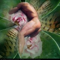 Carolyn Quan-G.Chrysalis