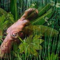 Carolyn Quan-G.Dragonfly.Dreams