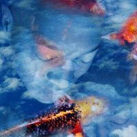 Carolyn Quan-G.Koi