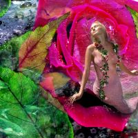 Carolyn Quan-G.Mermaid