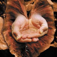 Carolyn Quan-G.Nourishing