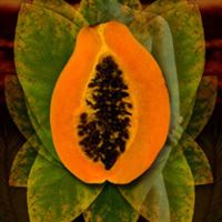 Carolyn Quan-G.Papaya