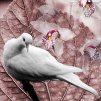 Carolyn Quan-G.Peace