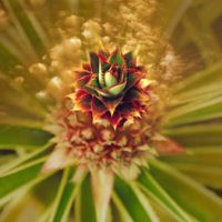 Carolyn Quan-G.Pineapple
