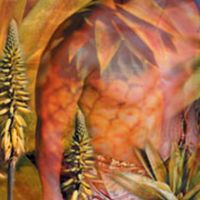 Carolyn Quan-G.Sweetdreams
